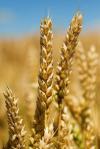 Пшеничні котирування на біржі Чикаго знизилися на тлі ослаблення котирувань сирої нафти, кукурудзи та сої.