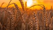 Пшениця в Чикаго знизилася на тлі сприятливих дощів на півдні Великих рівнин у США  