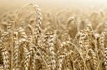 Глобальні перехідні запаси пшениці в 2023/2024 - 258,265 млн. тонн - оцінка МСГ США