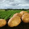 USAID підтримав 5 виробників для розвитку локальних хабів картоплярства у Київській, Чернігівській, Черкаській, Житомирській та Львівській областях 