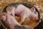 Мінагрополітики напрацьовує програми допомоги фермерам на маточне поголів‘я свиней
