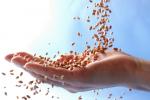 Прогноз споживання зернових у світі в 2024/2025 МР становить 2856 млн тонн - ФАО