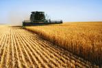 Рекордна засуха на півдні вплинула на врожайність пшениці та ячменю. Урожайність може знизитись на 5-7% 