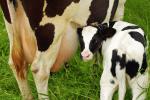 Сільгосппідприємства збільшать виробництво молока в 2024 до 3 млн тонн - СМПУ