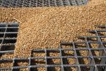 Продовольча пшениця становить 50% зібраного зерна - Висоцький