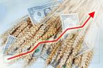 Пшеничні котирування на Чиказькій біржі впали
